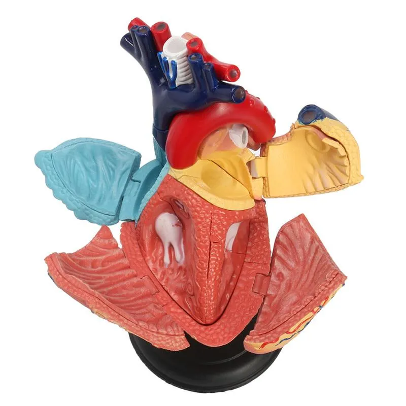 4D Human heart educational toys  assembled model medical School Educational model teaching tools