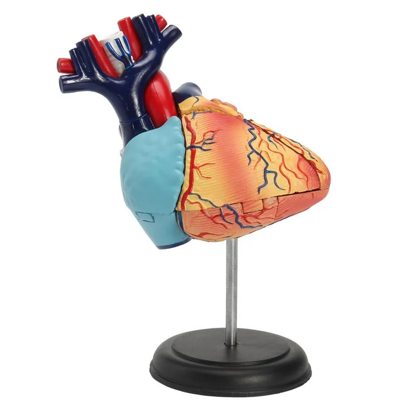 4D Human heart educational toys  assembled model medical School Educational model teaching tools