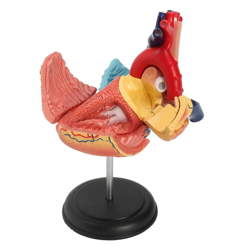 4D Human heart educational toys  assembled model medical School Educational model teaching tools