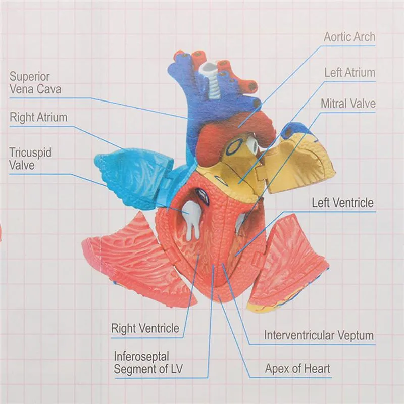 4D Human heart educational toys  assembled model medical School Educational model teaching tools