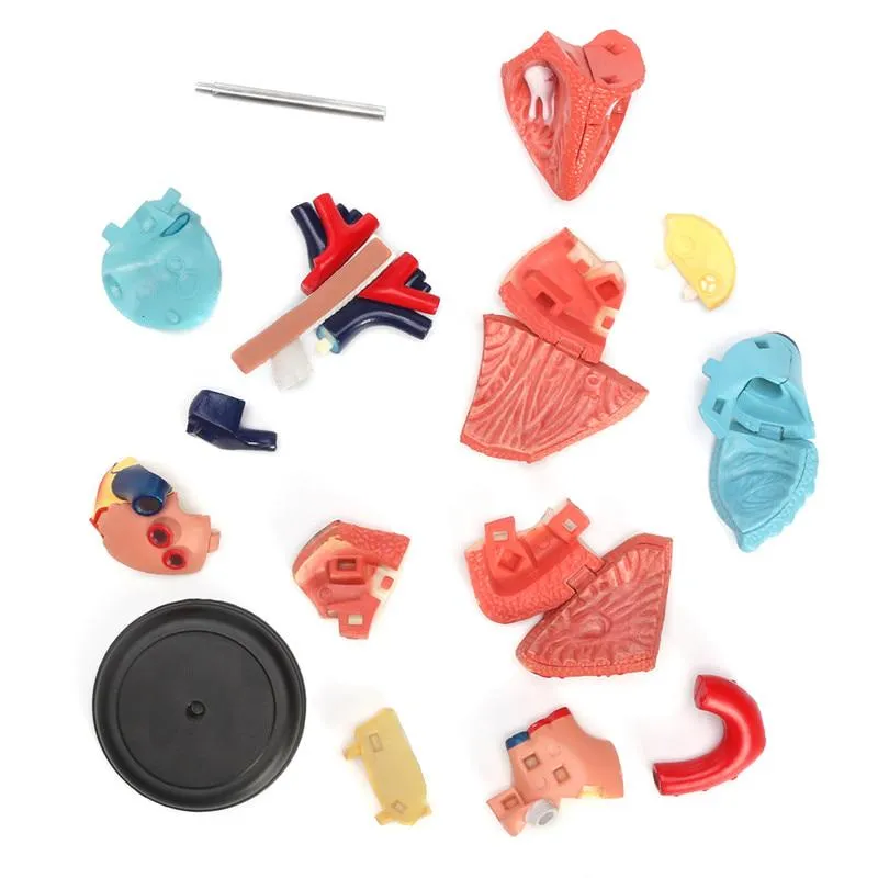 4D Human heart educational toys  assembled model medical School Educational model teaching tools