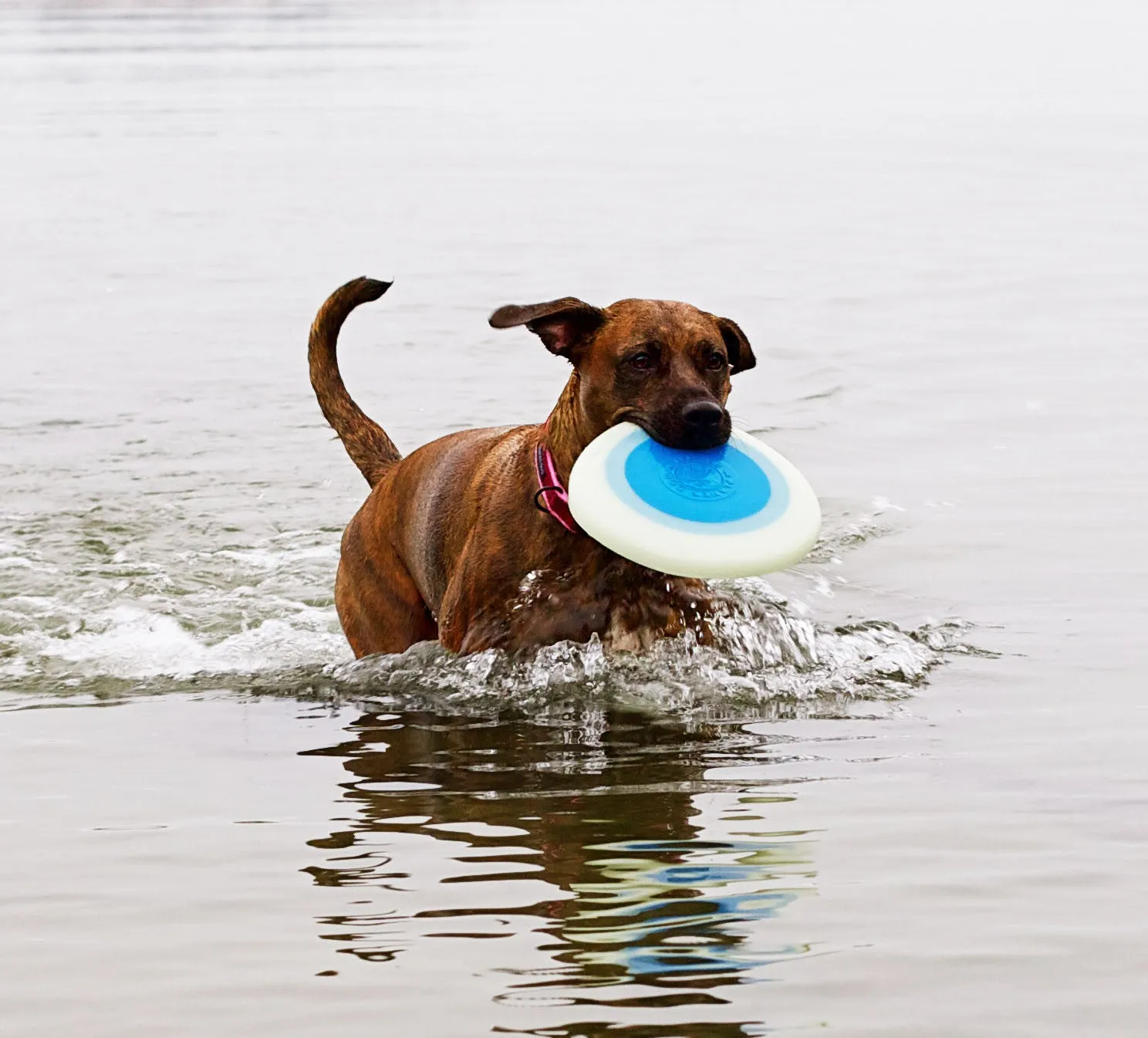 Orbee-Tuff® Zoom Flyer Glow Dog Toy (Blue/Orange & Glow)