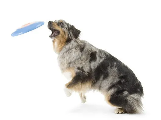 Orbee-Tuff® Zoom Flyer Glow Dog Toy (Blue/Orange & Glow)