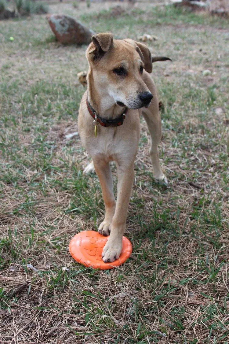 Retrieving Toy | Frisbee Orange