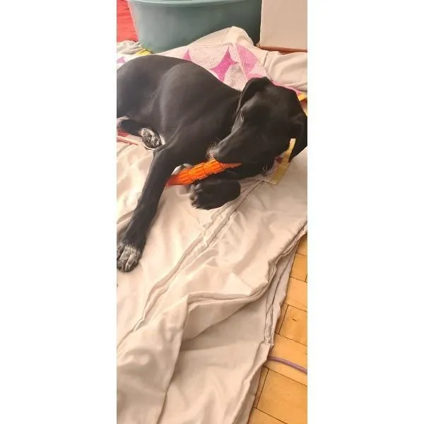 Silicone Dog Sensory Treat Chew Bone